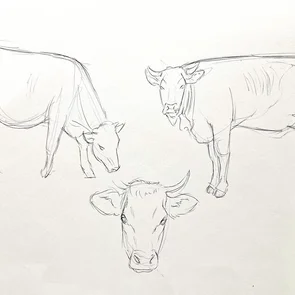 Tierillustrationen Zeichenkurs