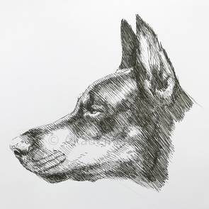 Der Hund ist der beste Freund des Menschen. Einen Hund zeichnen kann ganz einfach sein.  Hier ein Beispiel für eine Hundeskizze