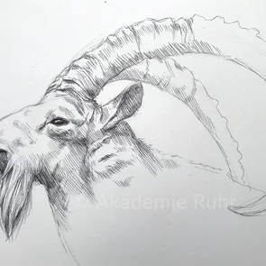 Tiere malen bedeutet auch rechtzeitig aufzuhören. offene Zeichnungen wirken lebendig und Dynamisch. Bei uns im Kurs lernst du diese Zeichentricks.