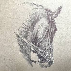 Tierporträts brauchen viel Liebe zum Detail. Pferde Zeichnen kann besonders nuanciert sein. Hier ein Beispiel für ein Pferdeporträt 