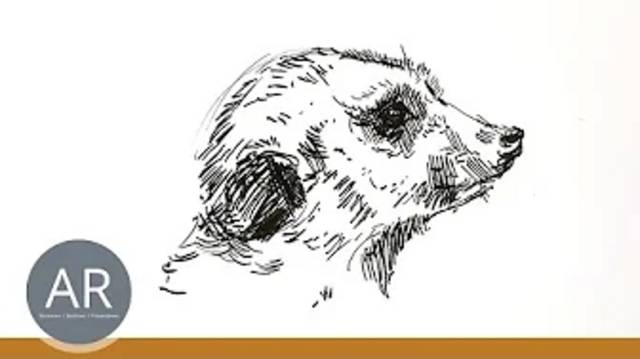 Du möchtest Tiere Zeichnen lernen? In unserem Zeichenkurs Tiere Zeichnen zeigen wir dir alle Grundlagen.