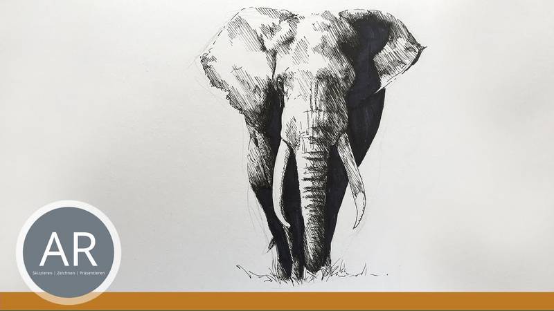 Tiere zeichnen lernen. Elefanten zeichnen. Tierstudien. Tierzeichnungen